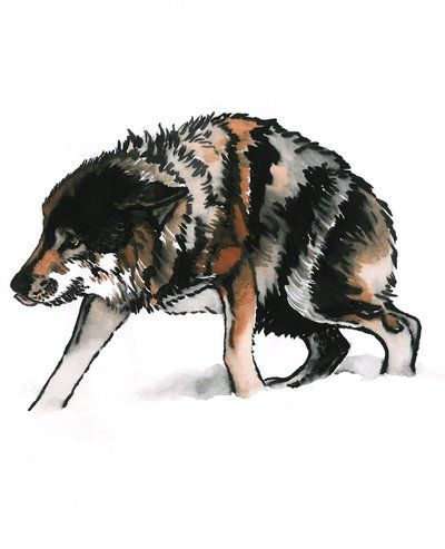 Listening Scared Dog, Wolf Deviantart, Wolf Drawing, Wolf Art, Dog Drawing, Book Illustration, Animal Drawings, The Creation, Animal Art