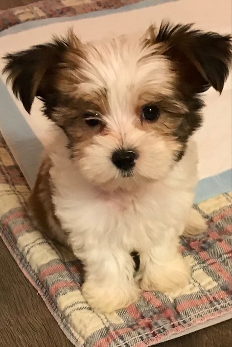 Party Yorkies, Yorkie Shitzu, Shorkie Dogs, Teacup Dog Breeds, Shorkie Puppies, Havanese Grooming, Cute Fluffy Puppies, Biewer Yorkie, Shitzu Dogs