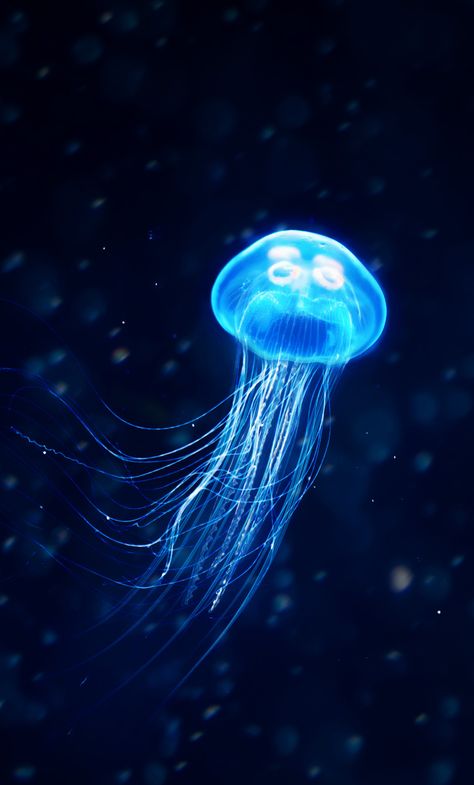 Iphone Wallpaper Jellyfish, Iphone Collection, Jellyfish Wallpaper, Spring Wallpaper Iphone, Jellyfish Illustration, Backgrounds Laptop, Wallpaper Plain, Wow Wallpaper, Iphone Wallpaper Ideas