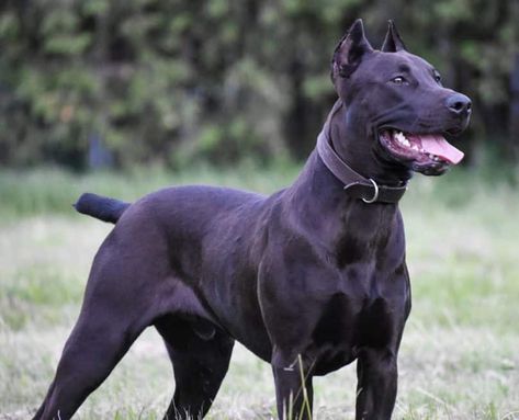 Panther Pitbull, Canis Panther, Doberman Pinscher Funny, American Staffordshire Bull Terrier, Dog Reference, Black Labrador Retriever, Homeless Dogs, Canine Art, American Staffordshire