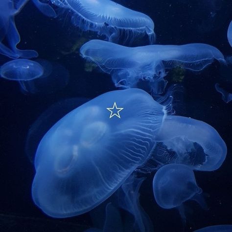 Oc Moodboard, Fav Animal, Jellyfish Pictures, Image Bleu, Photo Walls, Kny Ocs, Blue Aesthetic Dark, Blue Core, Desain Buklet