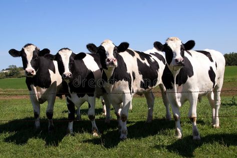 The Curious Cows. Group of cows all standing in a row. Eating and checking out t , #Affiliate, #Group, #cows, #Curious, #Cows, #standing #ad Business Icons Vector, Cow Pictures, Dairy Farms, Cute Cows, Air Pollution, Pollution, Vector Icons, Agriculture, One Pic