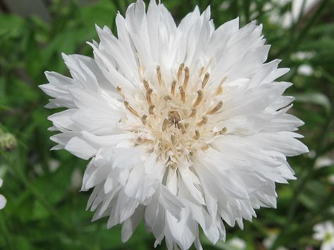 cornflower Cornflower White, Bachelor Buttons, Daucus Carota, Rose Seeds, Annual Flowers, Tall Plants, Growing Seeds, Fall Plants, Wildflower Seeds