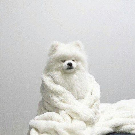 White dog aesthetic foto 🐕 Spitz Pomeranian, Cute Pomeranian, Fluffy Dogs, Pomeranian Dog, Pomeranian Puppy, White Dog, Cute Creatures, Cute Little Animals, 귀여운 동물