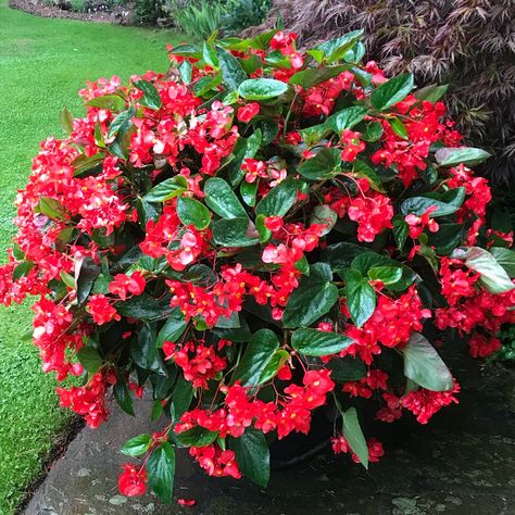 Begonia Dragon, Dragons Wings, Dragon Wing, Hotel Inspiration, Dragon Wings, Red Dragon, Nurseries, Garden Ideas, Porch