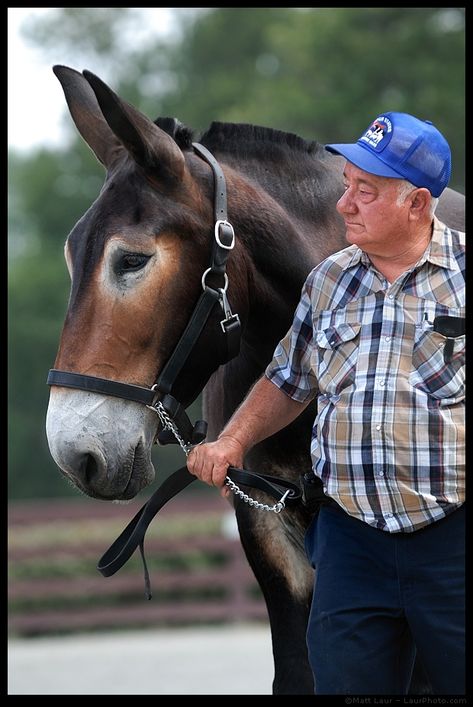 Draft Mule, Muar, Work Horses, All The Pretty Horses, Horse Crazy, Draft Horses, Pretty Horses, Horse Breeds, Horse Love