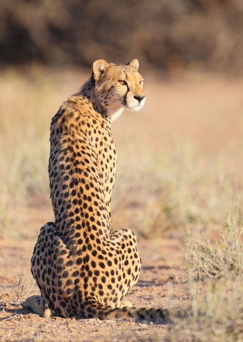 Young Cheetah sitting in the sun. A young Cheetah sitting in the sun photographe #Sponsored , #paid, #PAID, #Cheetah, #photographe, #young, #Young Cheetah Sitting, Aesthetic Wildlife, Cheetah Pictures, Cheetah Photos, Cheetah Drawing, Tattoo Lion, Lion Tattoos, Tattoo Nature, Lion Drawing