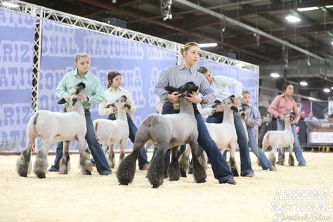 2023 Arizona National Livestock Show Livestock Show Aesthetic, Livestock Show Outfits Sheep, Sheep Showmanship, Show Lambs, Stock Aesthetic, Sheep Showing, Livestock Photography, Livestock Showing, Show Animals