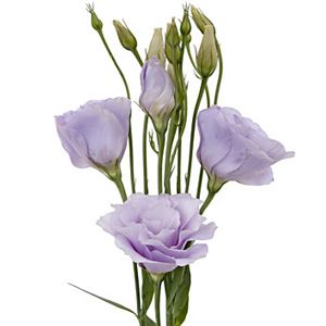 lavender lisianthus Lavender Lisianthus, Lisianthus Flower, Lisianthus Flowers, June Flower, Flower Care, Diy Wedding Flowers, Lavender Wedding, Floral Supplies, Spray Roses