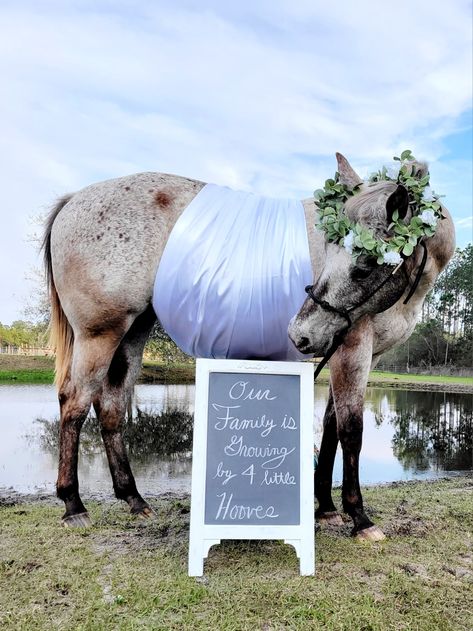 Horse Maternity Photoshoot, Horse Maternity Pictures, Horse Pregnancy Announcement, Horse Pregnancy Photoshoot, Maternity Photo Shoot With Horses, Maternity Pics With Horses, Pet Photography Poses, Pregnant Horse Photoshoot, Pregnant Horse