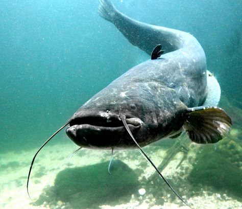 Der Flusswels ist neben dem Stör der größte in Europa beheimatete Süßwasserfisch, der bis zu 3 Meter lang und 200 Kilogramm schwer werden kann. Allgemeines Name: Wels (auch Waller, Schaidfisch genannt). Engl.: Catfish Wissenschaftlicher Name: Silurus glanis Familie / Gattung: Echte Welse / Silurus Vorkommen: Mittel- und Osteuropa Habitat: Binnengewässer mit schlammigen Grund Max. Größe / Gewicht: 3m / 400kg Max. Lebenserwartung: 90   #Süßwasserfische Best Catfish Bait, Wels Catfish, Big Catfish, Image Of Fish, Channel Catfish, Trophy Fish, River Monsters, Catfish Fishing, Live Fish