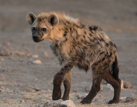 Hyena Reference Photo, Hyena Side View, Hynas Animal, Hyena Photography, Hyena Cute, Hyena Reference, Hyena Fursona, Cute Hyena, Hyena Art