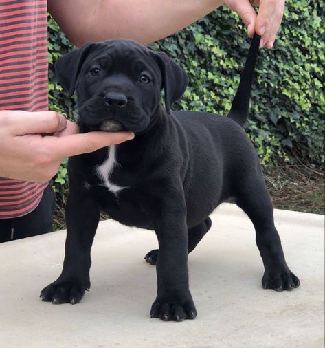 Cachorra de Presa Canario de capa negra. Presa Canario Puppy, Brindle Dog, Mastiff Dog Breeds, Top Facts, Aesthetic Animals, Presa Canario, Drawing Dog, Mastiff Dogs, Dog Line