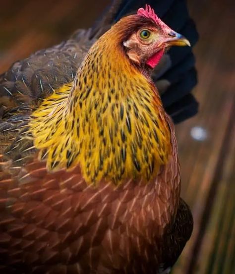 Welsummer Chicken Breed Guide: Size, Eggs, Care & Pictures Welsummer Eggs, Welsummer Chicken, Meat Chickens Breeds, Barnevelder Chicken, Chicken Backyard, Aesthetic Chicken, Livestock Photography, Chicken Aesthetic, Chickens Farm