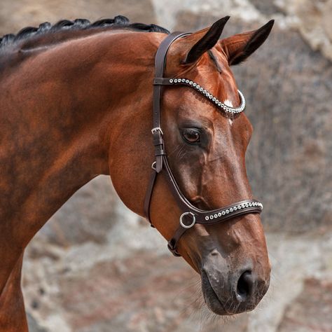 Bay Dutch Warmblood, Dutch Warmblood, Bitless Bridle, Mustang Horse, Bay Horse, Horse Bridle, Animal Study, Horse Aesthetic, Horse Videos