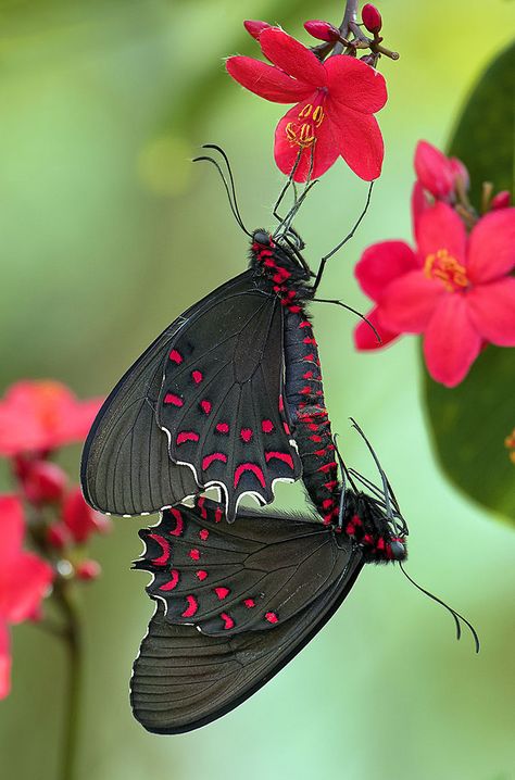 Photo Papillon, Fairchild Tropical Botanic Garden, Interesting Insects, Black Butterflies, Two Butterflies, Matka Natura, Butterflies Art, Butterfly Species, Moth Caterpillar