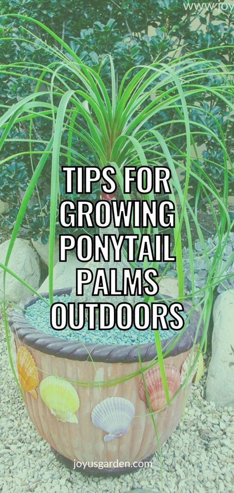 Outdoor Palms In Pots, Ponytail Plant In Pot, How To Take Care Of A Pony Tail Palm, Ponytail Palm Outdoor, Pony Palm Plant, Palm Trees In Pots Outdoors, Ponytail Plant Care, Ponytail Palm Care Indoor, Ponytail Palm Care