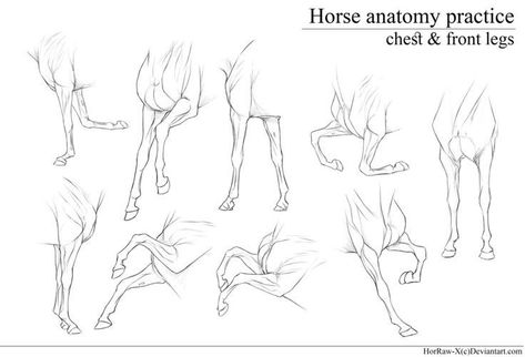 Legs Anatomy, Horse Drawing Tutorial, Horse Animation, Horse Art Drawing, Anatomy Practice, Drawing Legs, Horse Sketch, Horse Anatomy, Animal Drawings Sketches