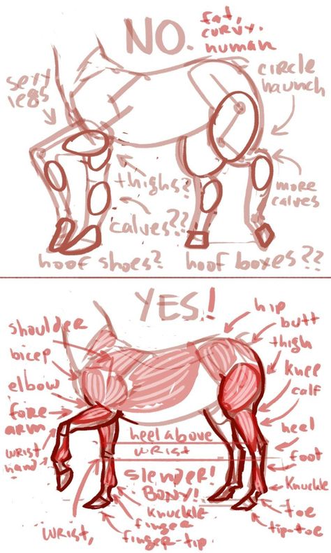 Human With Animal Legs, How To Draw A Centaur, Centaur Drawing, Horse Base, Draw A Horse, Horse Drawing Reference, Horse Poses, Horse Sketch, Horse Anatomy