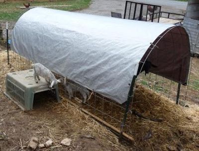 Igloo Dog House, Nigerian Goats, Goat Feeder, Chicken Tunnels, Goat Ideas, Goat Shed, Goat Shelter, Livestock Shelter, Goat Pen