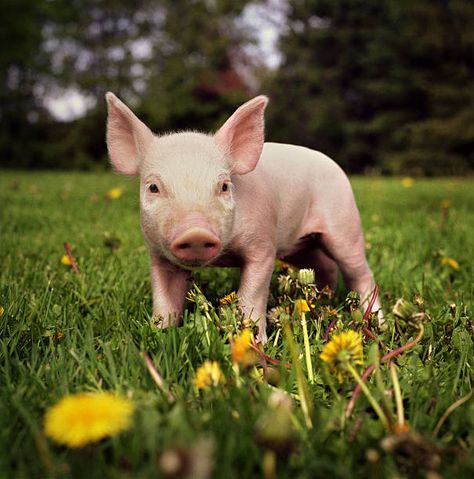 Yorkshire piglet on an Iowan farm Teacup Pig, Teacup Pigs, Cute Piglets, Mini Pigs, Cute Piggies, Baby Animals Pictures, Baby Pigs, Down On The Farm, Cute Pigs