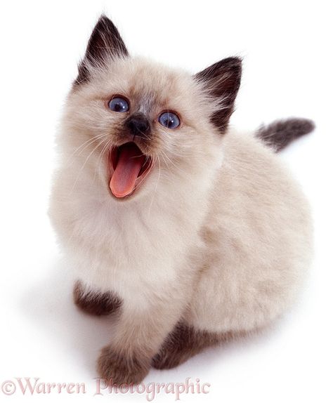 Colourpoint Siamese kitten looking up and yawning Siamese Kitten, Angora Cats, Cat Background, Kitten Photos, Siamese Kittens, Beautiful Cat Breeds, Cat Pose, Most Beautiful Animals, Most Beautiful Cat Breeds