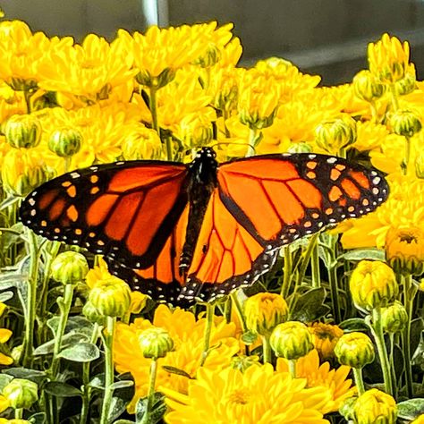 This Monarch stopped for a moment to rest on a beautiful yellow mum. It was so enjoyable to see the two together. #mums #monarchs #beautifulfallscenes Yellow Mums, The Two, Two By Two, In This Moment, Yellow, Art