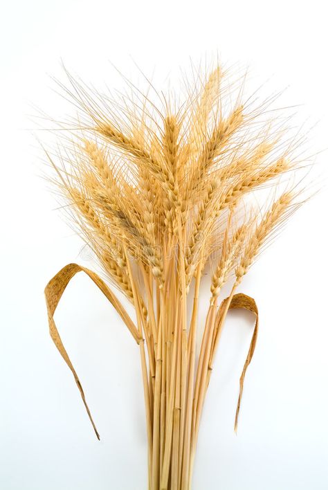 Bundle of Wheat. Isolated on white , #sponsored, #Wheat, #Bundle, #white, #Isolated #ad Fertility Food, Wheat Bundle, Home Id, Wheat Fields, White Image, Kitchen Signs, Reed Diffuser, Fertility, Wheat