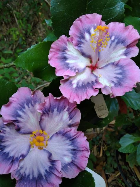 Formosa Snow Lotus Hisbusic Flower, Backyard Garden Landscaping, Fav Flower, Snow Lotus, Garden Landscaping Ideas, Hibiscus Plant, Aesthetic Garden, Garden Aesthetic, Flowers Gif