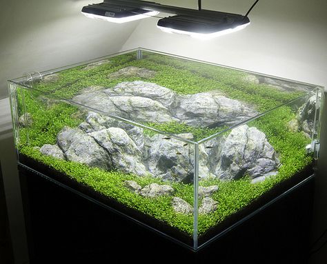 Almost square aquascape with glosso by George Farmer Square Aquarium Ideas, Square Aquascape, Cube Aquascape, Cube Paludarium, Fluval Chi Aquascape, Big Aquarium, Aquarium Maintenance, Fish Tank Themes, Betta Fish Care