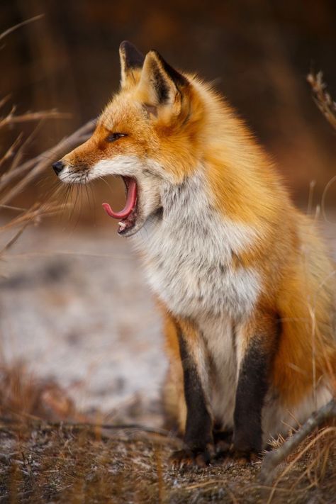 Red fox by Kristin Castenschiold Fuchs Baby, Fantastic Fox, Fabulous Fox, Fennec Fox, Pet Fox, Wild Dogs, Cute Fox, Red Fox, Animal Photo