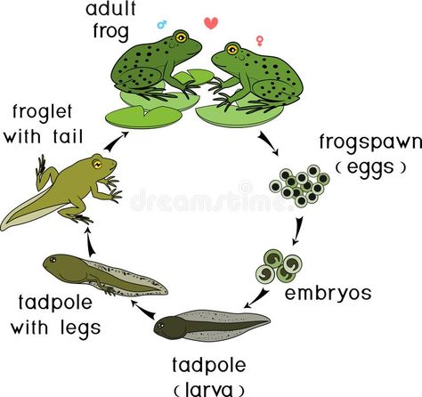 Frog Life Cycle, Animal Life Cycles, Lifecycle Of A Frog, Stages Of Development, The Metamorphosis, Frog Life, Life Cycle, Life Cycles, Toad