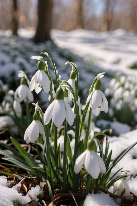 Snowdrops In Snow, Snowdrop Flower Wallpaper, Snowdrops Flower, Snow Drop Flower, Snowdrop Plant, Welcome January, Snow Drops Flowers, Winter Photography Nature, Snow Plant