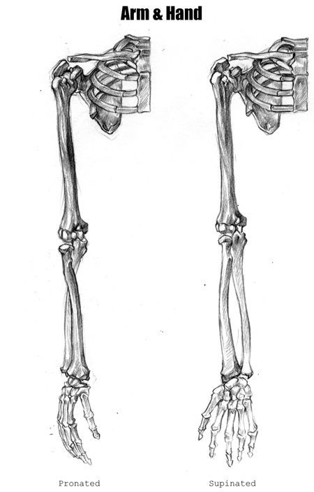 Anatomy Drawing Skeleton, Arm Skeleton, Skeleton Project, Drawing Skeleton, Arm Anatomy, Human Skeleton Anatomy, Skeleton Arm, Art Skeleton, Arm Bones