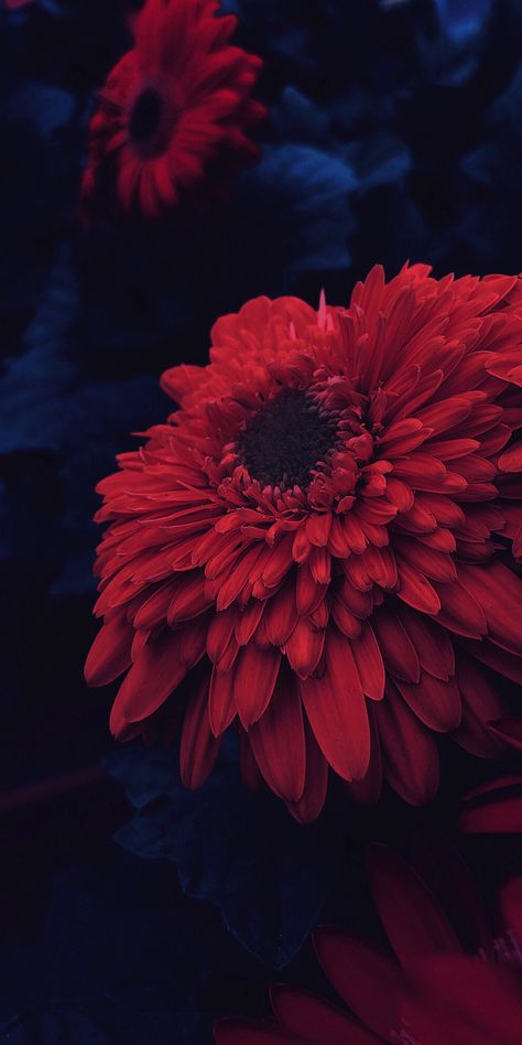 16k Wallpaper, Flower Wallpaper, Red Flowers, Wallpaper Iphone, Wallpapers, Iphone, Flowers, Red, Black