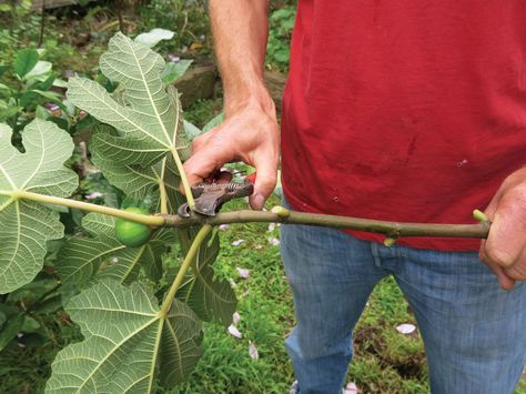 Indoor Fig Trees, Fig Fruit Tree, Fig Branch, Growing Fig Trees, Fig Tree Plant, Fruit Tree Garden, Fruit Bearing Trees, Fig Plant, Growing Fruit Trees