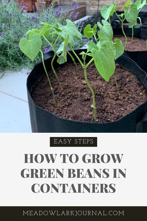 easy steps to planting and growing green beans in containers Growing Bush Beans In Containers, Growing Green Beans In A Container, Green Bean Plants Growing, Growing Beans In Containers, How To Grow Green Beans, How To Grow Beans, Bush Beans Growing, Green Bean Growing, Green Bean Garden