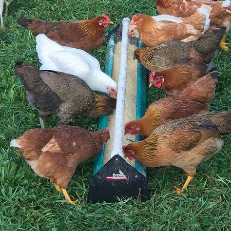 Chicken Feeder Trough, Chicken Feed Trough, Chicken Trough Feeder, Outdoor Grill Diy, Grill Diy, Feed Trough, Wooden Trough, Poultry Feeders, Chicken Feeder