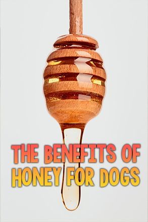 honey dripping and the words 'the benefits of honey for dogs' Honey For Dogs, Dog Coughing, Benefits Of Honey, Itchy Dog, Coconut Oil For Dogs, Honey Benefits, Dog Itching, Puppy Stuff, Local Honey