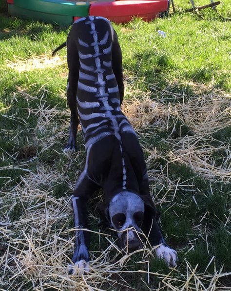 GOLIATH - Great Dane- Halloween costume- skeleton face paint Great Dane Costume, Storm Halloween, Face Paint Tutorial, Skeleton Face Paint, Best Dog Costumes, Skeleton Face, Paint Tutorial, Dog Skeleton, Great Danes