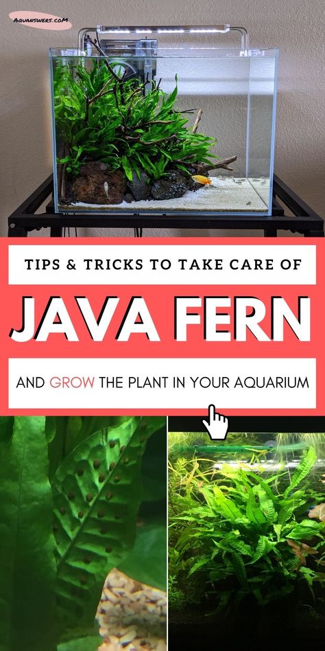 Java Fern, Fern Care, Biotope Aquarium, Freshwater Plants, Freshwater Aquarium Plants, Cool Fish Tanks, Aquascape Design, Fresh Water Fish Tank, Shrimp Tank