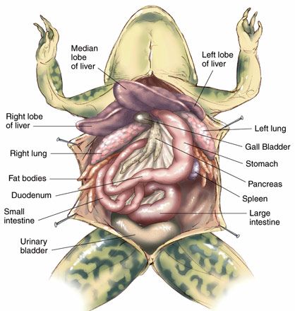 My first pin, naturally... Frog Dissection Worksheet, Frog Anatomy, Frog Dissection, Vet Tech School, General Biology, Animals Information, Vet Medicine, Animal Anatomy, Animal Science