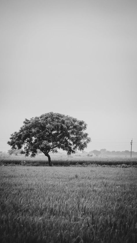 Solitary Tree in Monochrome Field Landscape · Free Stock Photo Monochrome Landscape, Serene Silhouettes, Artistic Background, Field Landscape, Grassy Field, Lone Tree, Image Photography, Free Stock Photos, Aesthetic Pictures