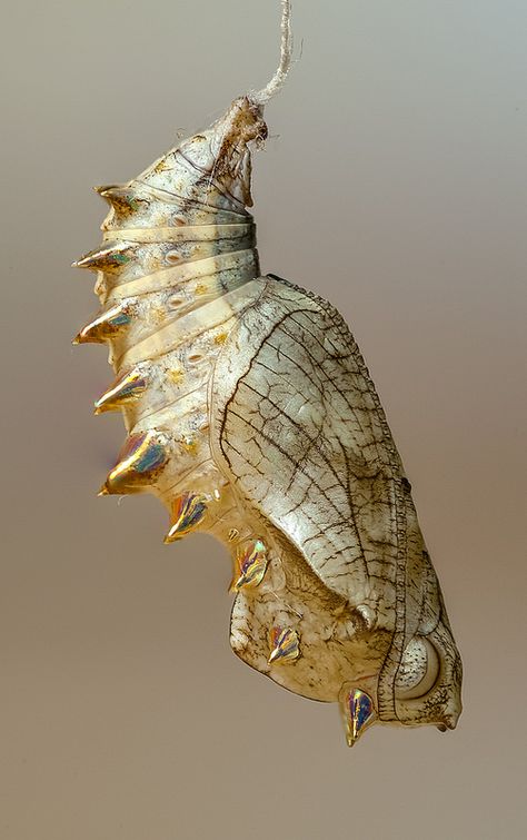 Brenthis daphne (The marbled fritillary) Butterfly Pupa, Butterfly Cocoon, Photo Papillon, Butterfly Chrysalis, Silkworm Cocoon, Tiny Creatures, Beautiful Bugs, Creepy Crawlies, Insect Art