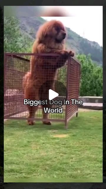 The Biggest Dog In The World, Worlds Biggest Dog, Tibetan Mastiff Dog, Biggest Dog In The World, Ancient Egypt Pharaohs, Biggest Dog, Tibetan Mastiff, Huge Dogs, Ancient Mesopotamia