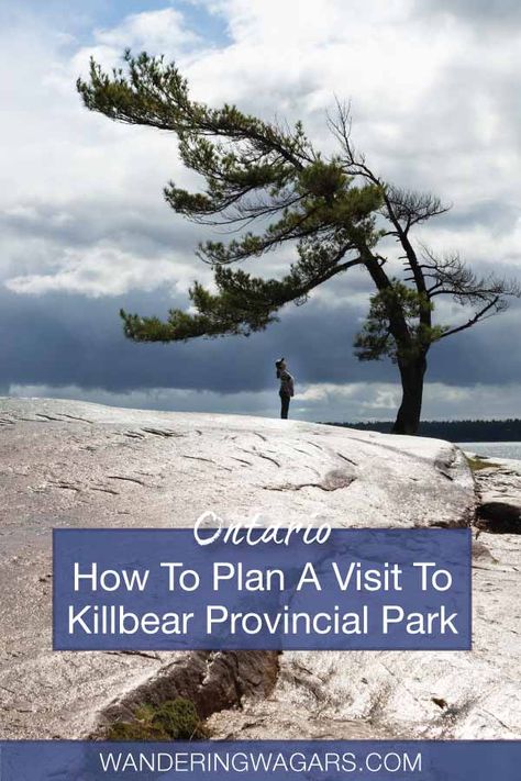 Killbear Provincial Park is home to Canada's most photographed tree. But there are many more things to do in Killbear Provincial Park than the Killbear Tree. From hiking, biking, paddling, and camping, here are the top activities at Killbear. Killbear Provincial Park, Group Of Seven Paintings, Ontario Parks, Lighthouse Point, Hiking And Camping, Fall Camping, White Pine, Best Hikes, Road Trips