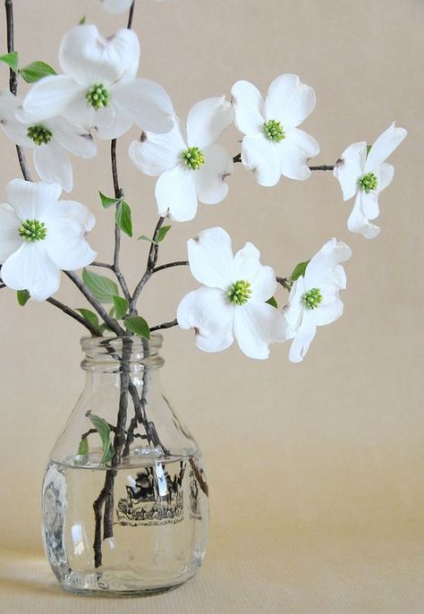 Shine Photography, Backyard Flowers, Dogwood Trees, Dogwood Flowers, Photography Flowers, Décor Boho, Deco Floral, Tree Tattoo, Gardening Supplies