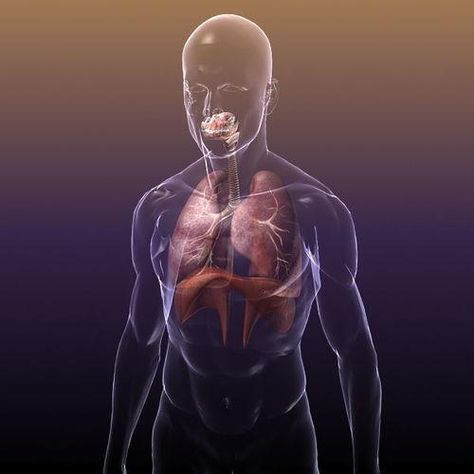 Respiratory System, Lungs in a Human Body 3D Model #AD ,#Lungs#System#Respiratory#Model Human Respiratory System, Medical Animation, Medical Videos, Anatomy Models, Muscular System, Human Body Systems, Animation Video, Human Male, Female Anatomy