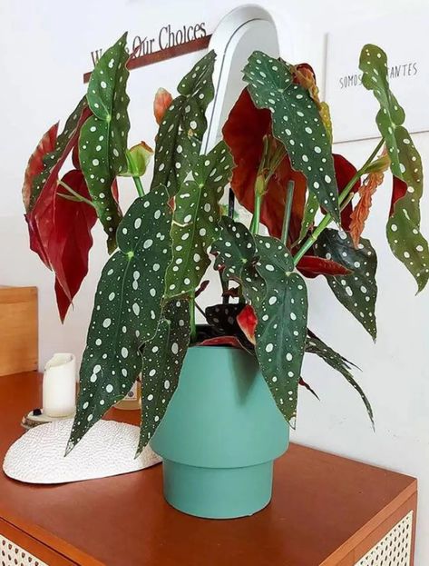 Begonia Care, Angel Wing Begonia, Begonia Leaf, Artificial Arrangements, Plants For Home Decor, Plant Tips, Plants For Home, Leaf Plant, Artificial Flowers And Plants