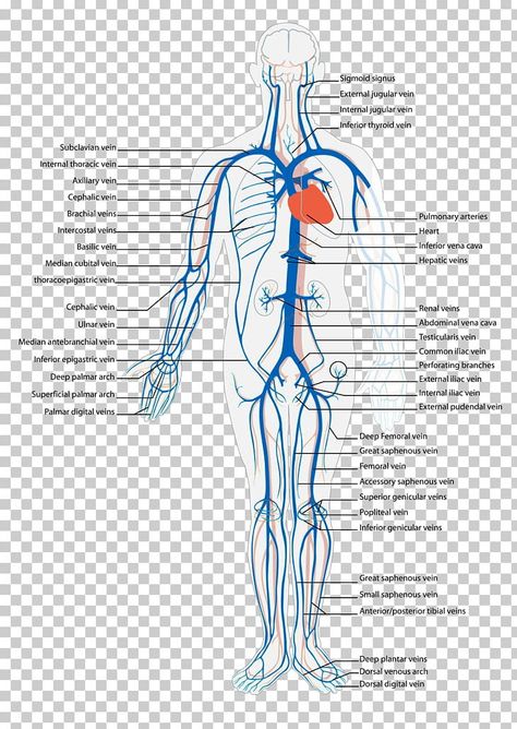 Circulatory System Anatomy, Anatomy Arm, Venous System, Human Circulatory System, Ultrasound Tech, Arm Art, Shop Poster, Poster Human, Human Human